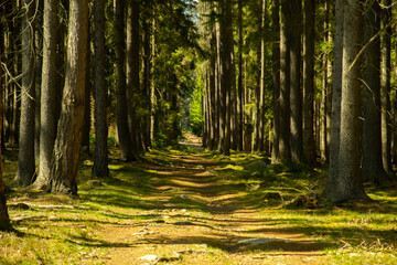 Footpath in the green forest