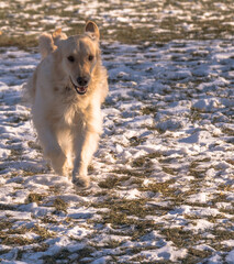 Golden Retriever running in the snow