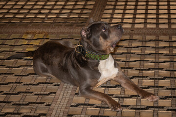 Dog lying on tile floor