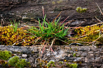 A bush of green grass and sphagnum moss grows between old wooden logs.