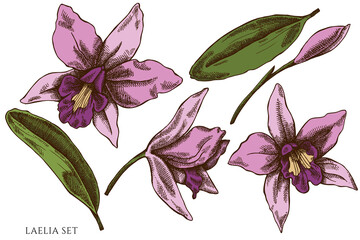 Vector set of hand drawn colored laelia © Sad
