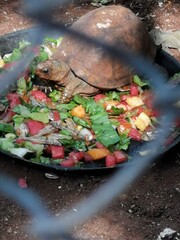 tortuga alimentandose de su ensalada