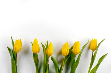 Yellow tulips flowers with green leaves, top view, copy space, isolated on white background