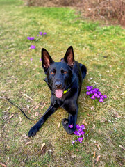 A black German shepherd lies on a meadow with lilac crocuses.