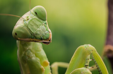 Hierodula Patellifera Gottesanbeterin Makroaufnahme