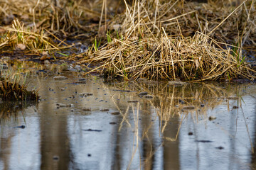 Reflections trees on calm swamp water in early spring. Selective focus, background blur and foreground blur
