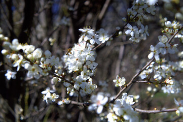 bee in a blooming gardening