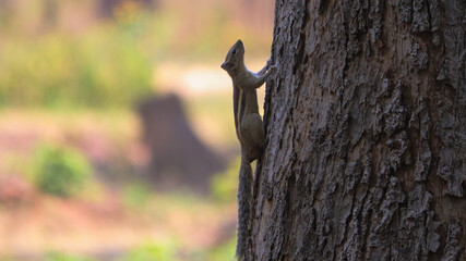 squirrel on a tree