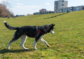 The husky walks on the green grass