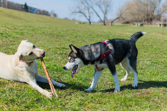 the husky asks the labrador if he gave him back the stick