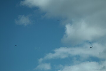 Ave en el cielo
