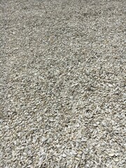shells texture