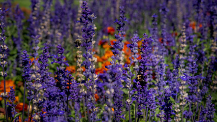 Close up view of a field of purple and orange flowers in full summer bloom
