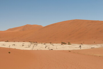 dead vlei in sossusvlei in namibia