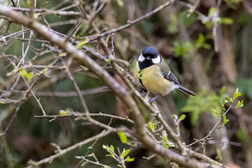 Great Tit perched on a branch