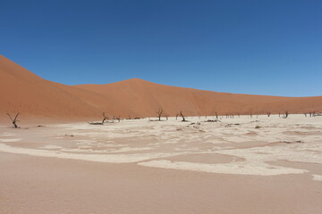 dead vlei in sossusvlei in namibia