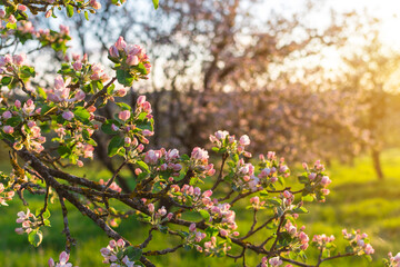 Flowers of spring apple trees in sunlight. Close up.