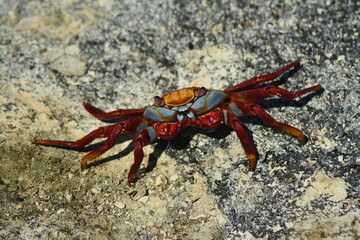 Sally Lightfoot Crab