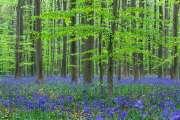 Fototapeta na wymiar Beautiful carpet of wild hyacinth flowers during spring in the Hallerbos in Belgium