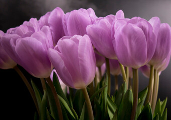 A bouquet of purple tulips on a black background.