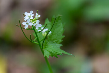 Garlic mustard flower (Alliaria petiolata) in springtime (Hallerbos, Belgium)