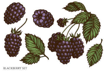 Vector set of hand drawn colored blackberry