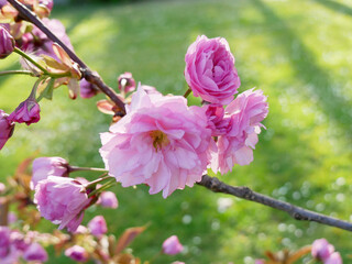 Trio de fleurs de cerisier, isolées sur fond de gazon de printemps