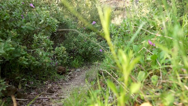 Weimaraner dog walks along a field path and makes a stop.