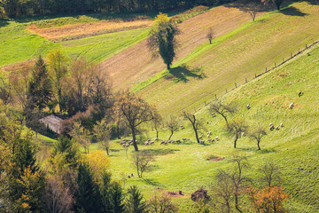 Scenic autumn landscape, sunny hill with green grass, trees and flock of sheep. Rural scene of the Slovenian countryside, natural outdoor background