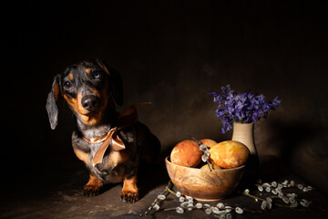 Chien Teckel dans une ambiance de Pâques