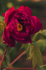 Purple Peonia flower close-up macro