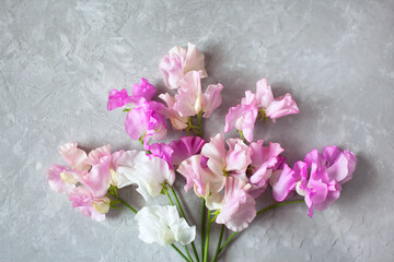 Fototapeta na wymiar Bouquet of pink sweet pea flowers on a gray plaster plaster background