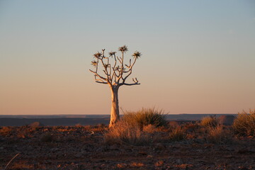 Fototapeta premium sunset with quiver tree in the foregound