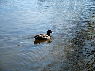 Canard nageant paisiblement dans un étang, sous la lumière de fin de journée