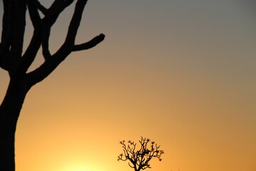 sunset with quiver tree in the foregound
