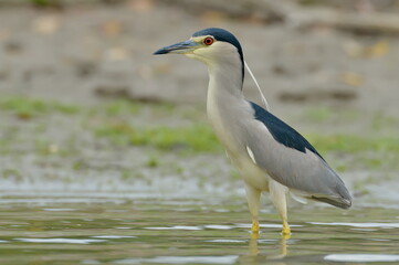 grey heron in natural habitat (ardea cinerea)