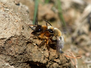 wild bees during mating ritual in summer