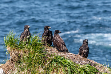 Bald Eagle (Haliaeetus leucocephalus) chicks at nest. Chowiet Island, Semidi Islands, Alaska, USA