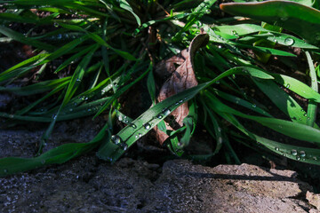 Green morning grass with dew. Spring day after rain. Sunny morning
