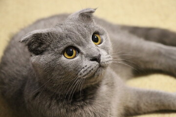 British shorthair cat lying in close-up. A pet. Big eyes. Scottish fold blue color. Grey cat. A thoroughbred pet. A playful kitten.