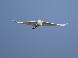 big white egret flying (ardea alba)