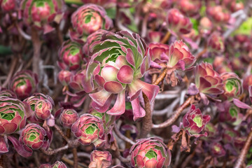 Aeonium or alonium arboretum velours, a garden plant