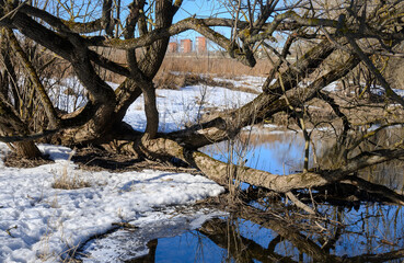 Weird forked tree at a creek side in spring. The tree trunk and its branches are reflecting in...