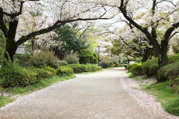 Tokyo Sumida Park cherry blossoms