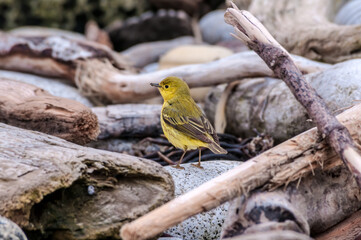 Yellow Warbler (Dendroica petechia) male at Chowiet Island, Semidi Islands, Alaska, USA