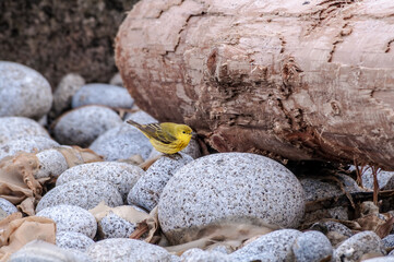Obraz premium Yellow Warbler (Dendroica petechia) male at Chowiet Island, Semidi Islands, Alaska, USA