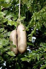 Sausage tree (Kigelia africana). Nyerere National Park. Tanzania. Africa.