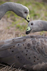 Two Cape Barren Goose or Cereopsis Novaehollandiae are lovingly sitting with their heads together...