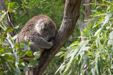 Koala resting and sleeping on a tree. The koala (Phascolarctos cinereus) is an arboreal herbivorous...