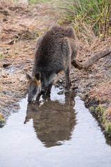 Wallaby drinks from a pond in a field on Phillip Island, Australia. Reflection in the water